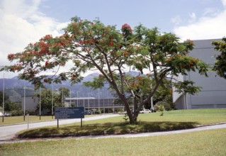 University of the West Indies, Kingston, Jamaica, West Indies 1970, Central America