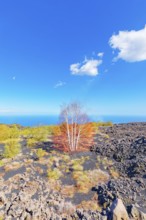 Volcanic landscape, Etna, Sicily, Italy, Europe