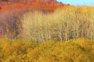 Etna National Park forest, Etna, Sicily, Italy, Europe