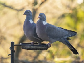 Wood Pigeons (Columba palumbus), pair standing in bird feeding station, in garden, Hesse, Germany,