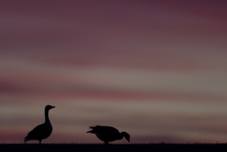 Greylag goose (Anser anser), Sweden, Europe