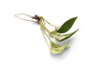 Plant cutting of Epipremnum Aureum Marble Queen houseplant on white background