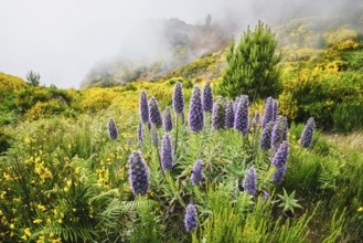 Madeira landscape with Pride of Madeira flowers and blooming Cytisus shrubs and mountains in clouds