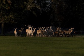 Herd of deer in a clearing at dusk. Lower Rhine, Alsace, France, Europe