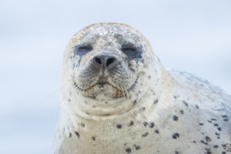 Common seal (Phoca vitulina) adult animal sleeping on a beach, Norfolk, England, United Kingdom,