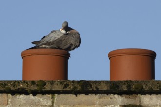 Wood pigeon (Columba palumbus) adult bird preening on an urban house rooftop chimney, England,