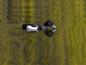 Reiherente (Aythya fuligula), Männchen schwimmt im Wasser, auf einem See, mit seinem Spiegelbild im