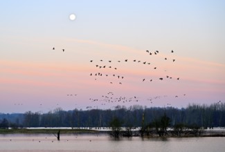 White-fronted goose (Anser albifrons), a flock of wild geese flies in the dawn in front of the full