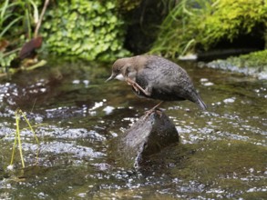 Common Dipper (Cinclus cinclus), adult bird perched on a stone in a hill stream, scratching its