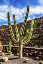 2016, Guatiza, Lanzarote, Jardin de Cactus by Cesar Manrique, ESP, Spain, Canary Islands, Canary