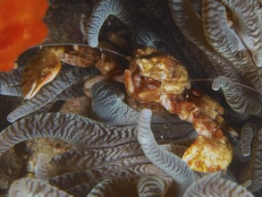 Yellow anemone porcelain crab (Neopetrolisthes alobatus) between wave-like structures of a sea