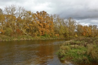 Autumn foliage colouring on the banks of the Mulde river near Dessau, Autumn atmosphere in the