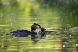 Great Crested Grebe (Podiceps cristatus), Nettetal, Germany, Europe