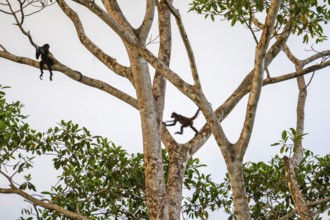 Geoffroy's spider monkey (Ateles geoffroyi), two monkeys in a tree, Sirena, Corcovado National