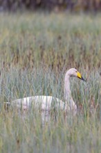 Whooper swan (Cygnus cygnus) swimming in high water plants in a wetland at spring, Sweden, Europe