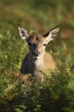 Red deer (Cervus elaphus) juvenile young fawn amongst Bracken, England, United Kingdom, Europe