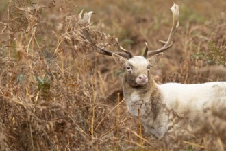 Fallow deer (Dama dama) adult male buck amongst bracken, England, United Kingdom, Europe