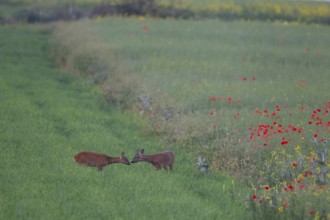 Roe deer (Capreolus capreolus) adult male buck and female doe in a farmland field in the summer,