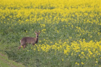 Roe deer (Capreolus capreolus) adult male buck in a farmland field with yellow flowers of an