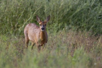 Roe deer (Capreolus capreolus) adult female doe on the edge of a farmland cereal crop in the