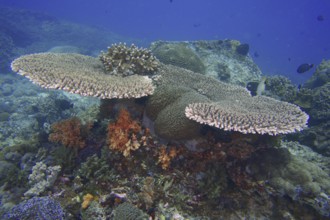 Hyacinth Table Coral (Acropora hyacinthus) with colourful soft corals, dive site SD, Nusa Ceningan,