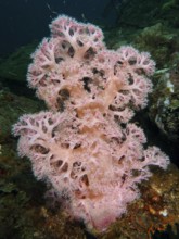 Pink tree coral (Dendronephthya) with soft and delicate spurs on a reef, Magic Forest dive site,