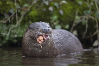 Eurasian otter (Lutra lutra) adult animal eating a fish in a river, England, United Kingdom, Europe