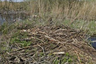 Collapsed castle of a beaver (Castor fibre), Flusslandschaft Peenetal nature park Park,