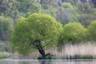 Willows on the banks of the Peene in spring, Flusslandschaft Peenetal nature park Park,