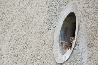 Kestrel (Falco tinnunculus) at the breeding site, Common Kestrel at the entrance hole of a house