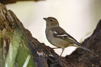 Female chaffinch (Fringilla coelebs) foraging in the biotope, Flusslandschaft Peenetal nature park