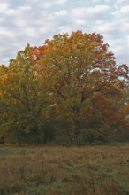 Oak in autumn, autumn colours of the trees, autumn atmosphere in the biosphere reserve, Middle Elbe