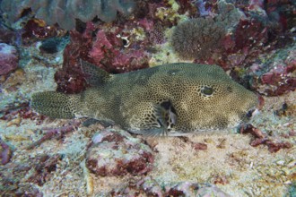 Giant pufferfish (Arothron stellatus) with distinctive pattern resting on the sandy bottom, dive