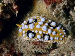 Decorative eyespot wart slug (Phyllidia ocellata) with yellow-black dots on the seabed, dive site