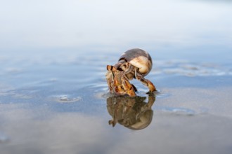 Pacific hermit crab (Coenobita compressus) in the water on a sandy beach with reflection, Corcovado