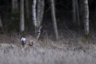 Strong roebuck (Capreolus capreolus), Sweden, Europe