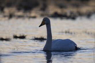 Whooper Swan, Sweden, Europe