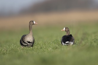 White-fronted goose (Anser albifrons), Texel, Netherlands