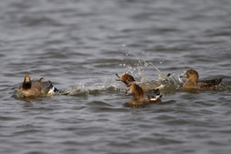 European wigeon (Mareca penelope), Texel, Netherlands