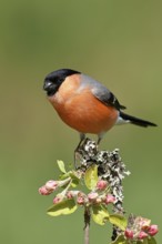 Bullfinch (Pyrrhula pyrrhula) male sitting on a branch with apple blossoms (Malus domestica),