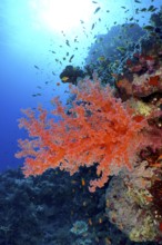 Colourful soft coral, Hemprich's Tree Coral (Dendronephthya hemprichi) stretches in the light,