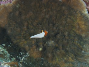 A small colourful spotted parrotfish (Cetoscarus ocellatus) juvenile swimming in front of a large