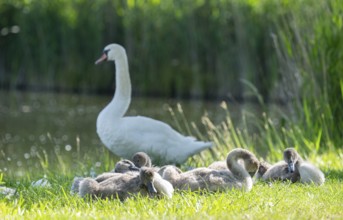 Mute swan (Cygnus olor), adults and juveniles at a pond in a meadow, Thuringia, Germany, Europe