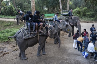 Tourists ride elephants during a safari at Kaziranga National Park on December 5, 2024 in