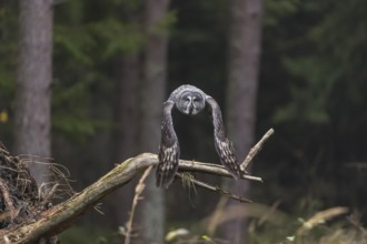 One great grey owl (Strix nebulosa) flying through a spruce forest