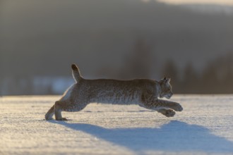 One young male Eurasian lynx, (Lynx lynx), running over a snow covered meadow in backlight