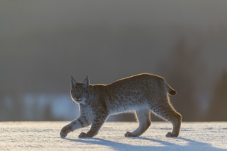 One young male Eurasian lynx, (Lynx lynx), walking over a snow covered meadow in backlight