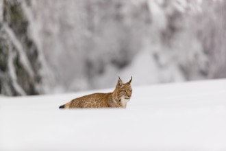 One young male Eurasian lynx, (Lynx lynx), resting on a deep snow covered meadow with a forest in