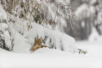 One young male Eurasian lynx, (Lynx lynx), walking over a deep snow covered meadow with a forest in