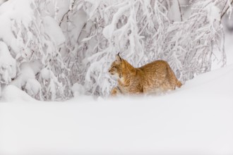 One young male Eurasian lynx, (Lynx lynx), walking through deep snow covered undergrowth in a